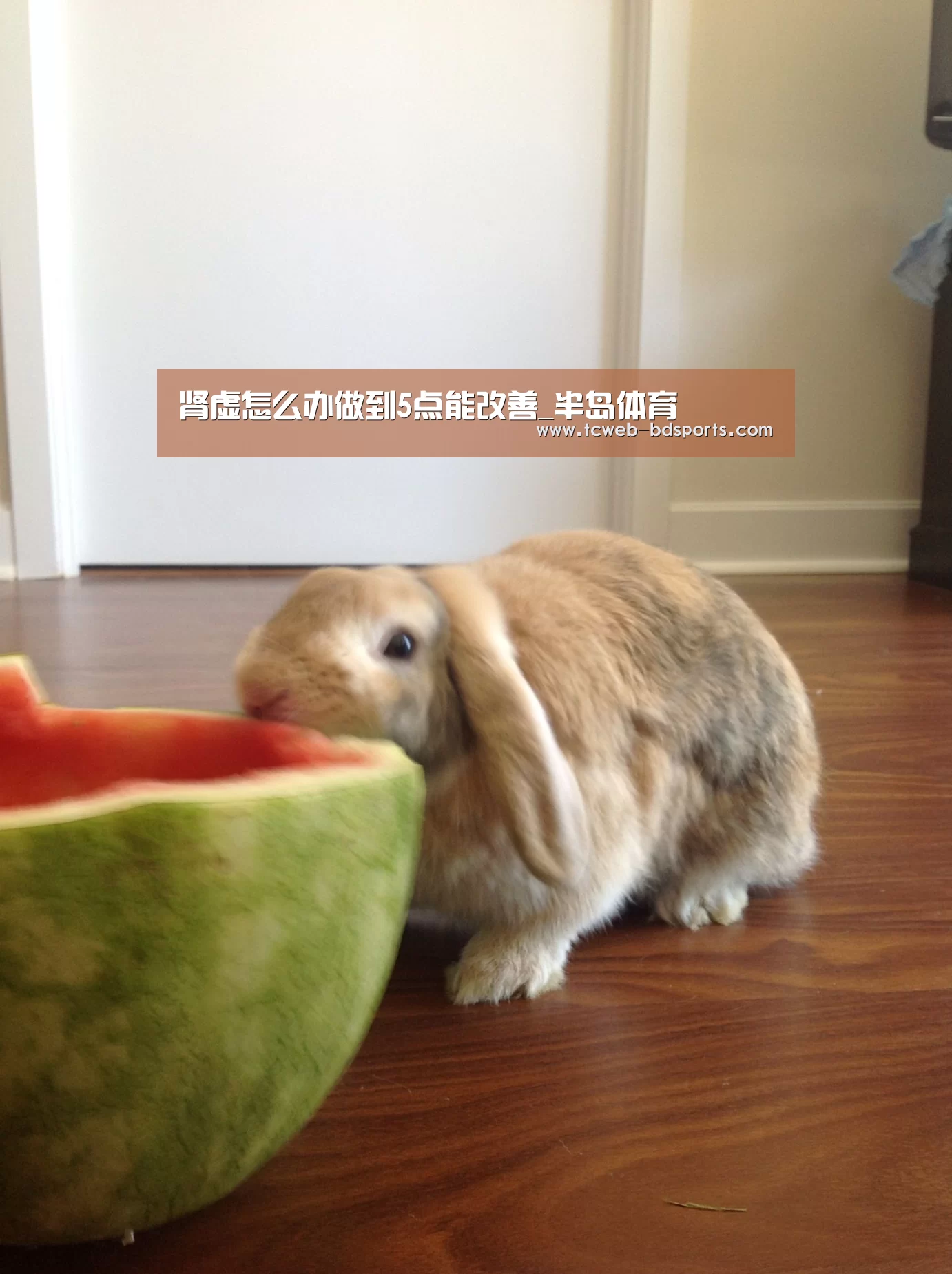 半岛体育APP